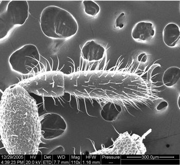 Media type: image;   Invertebrate Zoology 134654